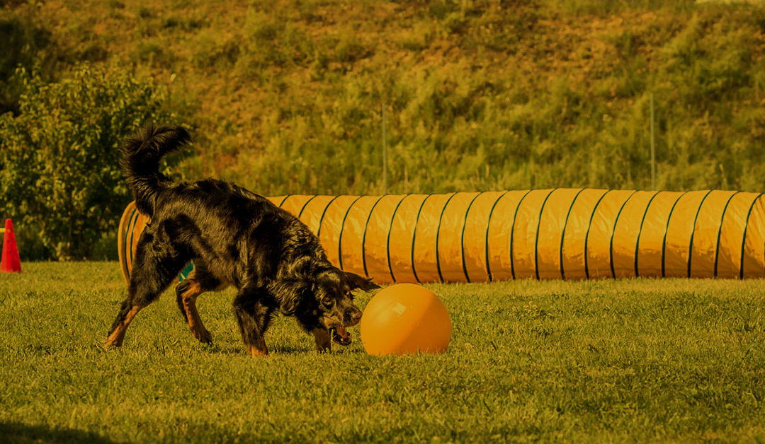 Vortrag: Lernverhalten – wie lernt mein Hund?