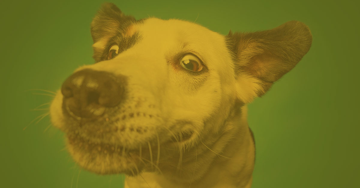 Kanal Des Hundes