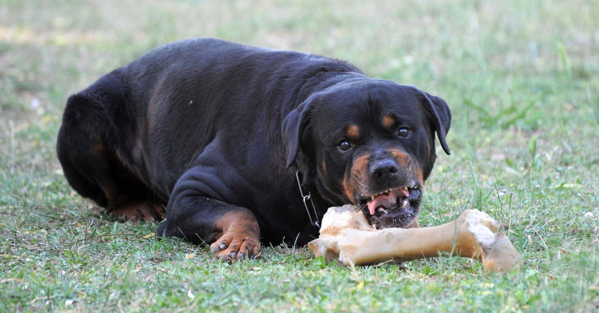 Futteraggression, Rotweiler, Hunde