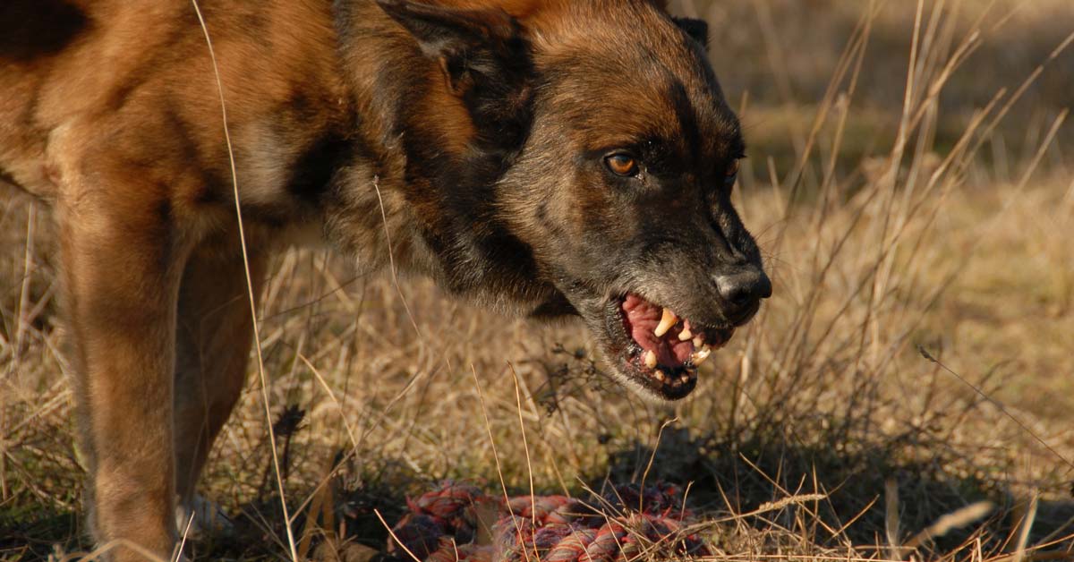 Diesem Hund und seinem Spielzeug sollte man nicht zu nahe kommen