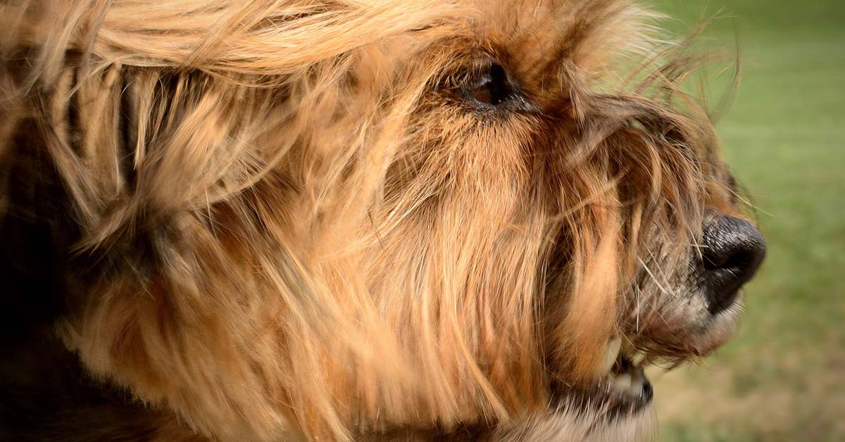 Missverständnisse zwischen Hunden wegen Rassenunterschieden