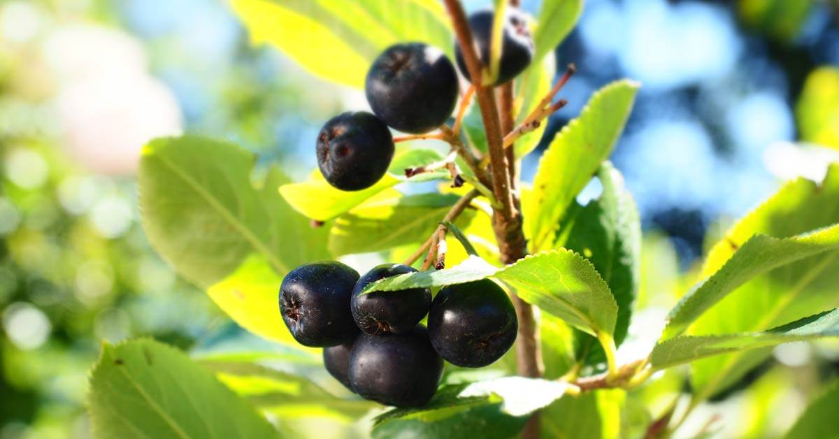 Aronia Beeren - Aronia - ein gesundes Kraftpaket