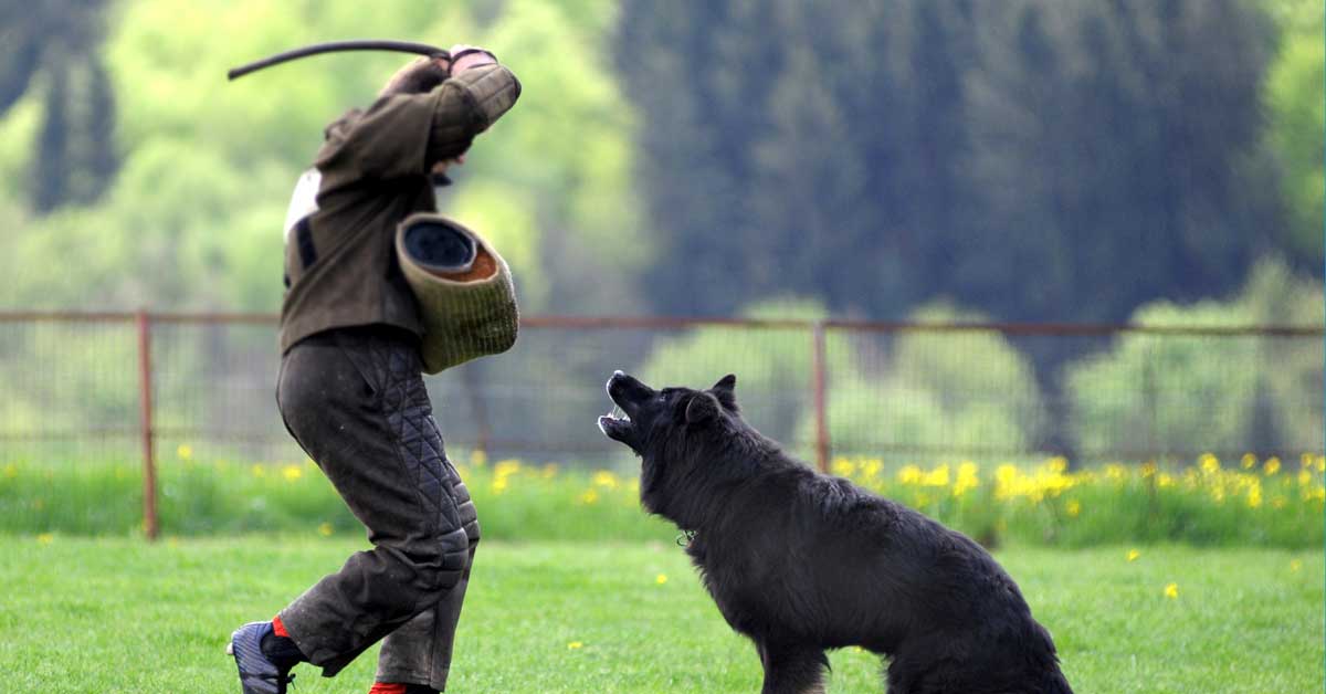 Gebrauchshund, Schutzdienst, Hund schlagen