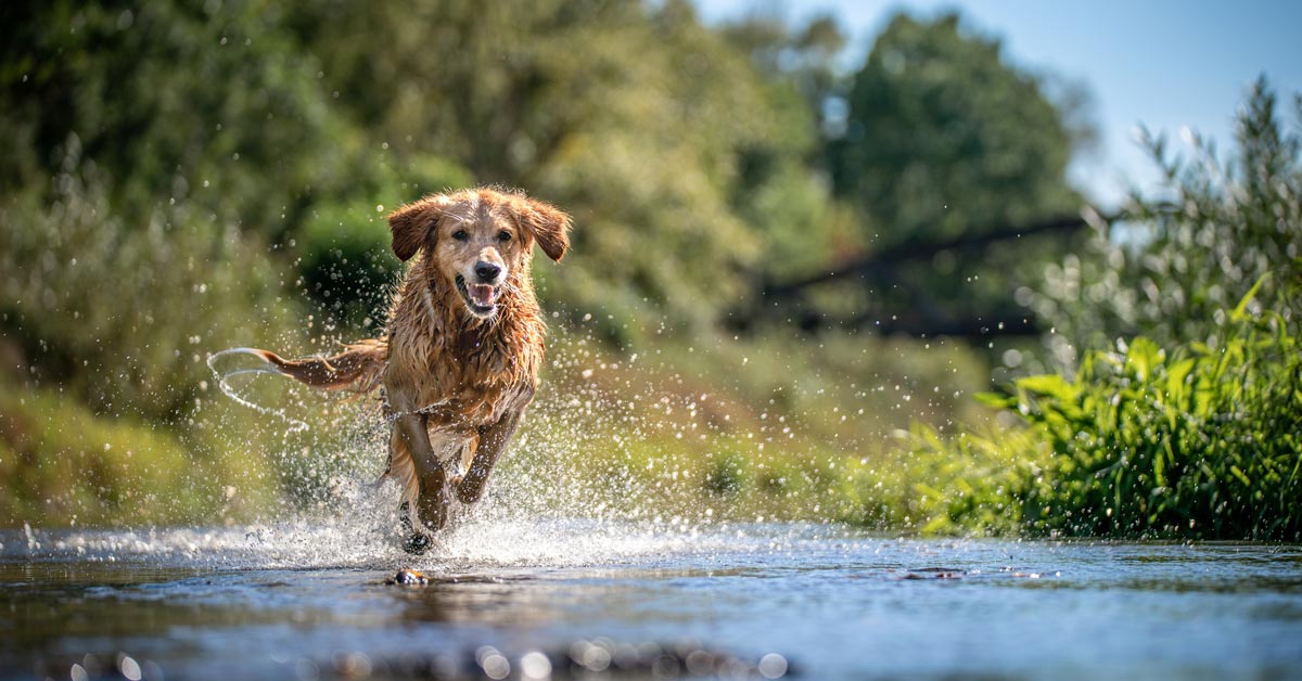 Gesunder Hund rennt über Bach