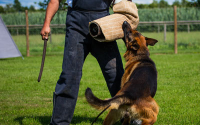 Hunde schlagen im Namen des Gesetzes?