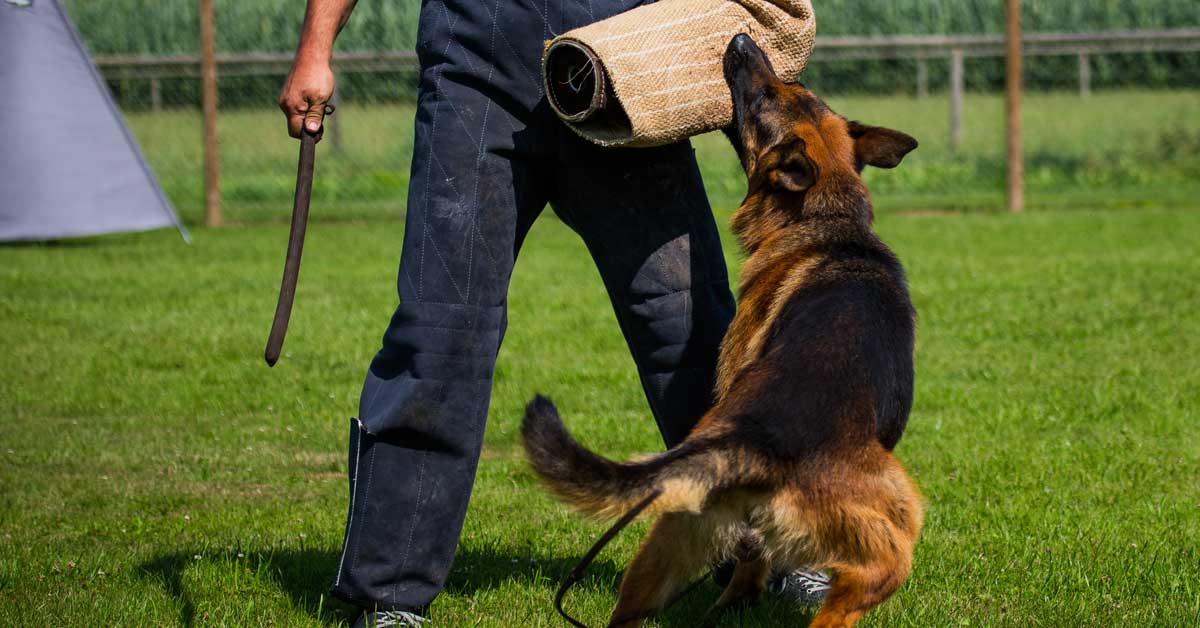 Gewalt im Schutzhunddienst gegen Hunde, Polizei prügelt Hund