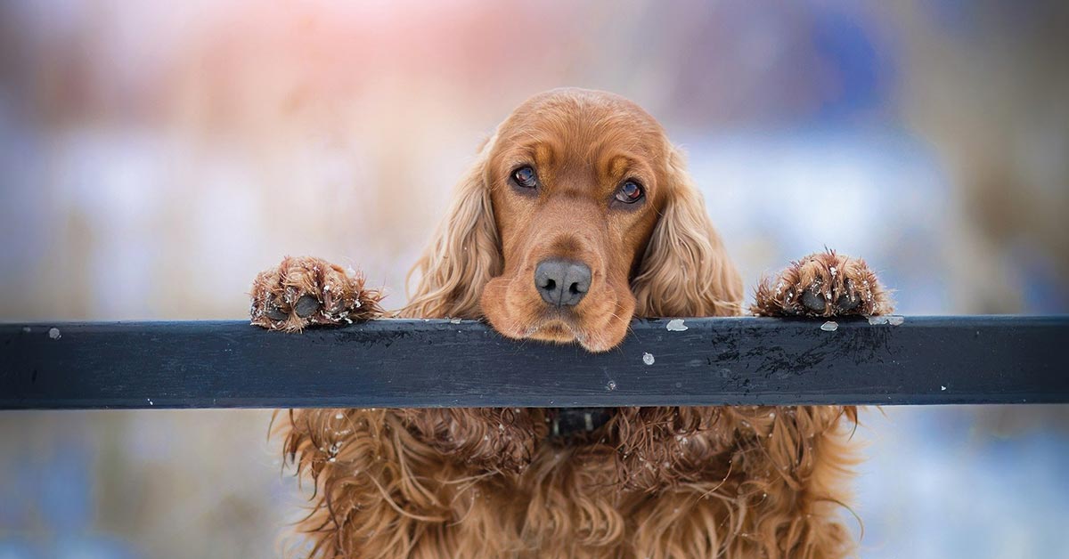 Belohnung im Hundetraining nicht vergessen!