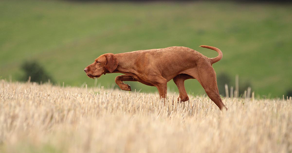 Manchmal können Hunde einfach nicht zuhören