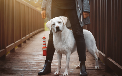 Gastartikel: Traumjob Hundetrainer? 5 Tipps für deinen erfolgreichen Start