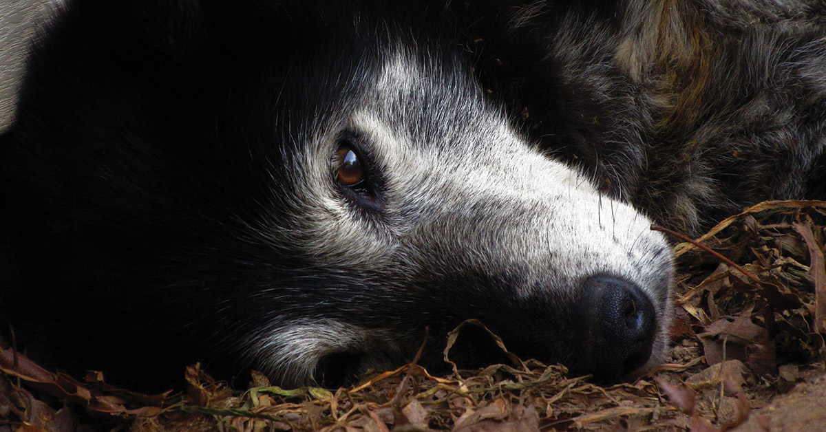 Foto eines alten Hundes