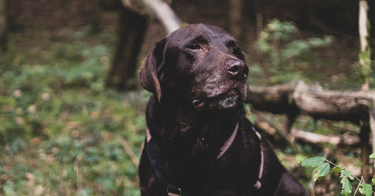 Labrador Beno