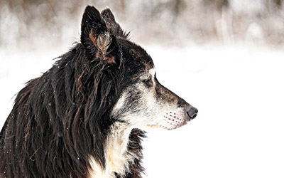 Lebensqualität – für mehr Qualität im Leben mit Hund