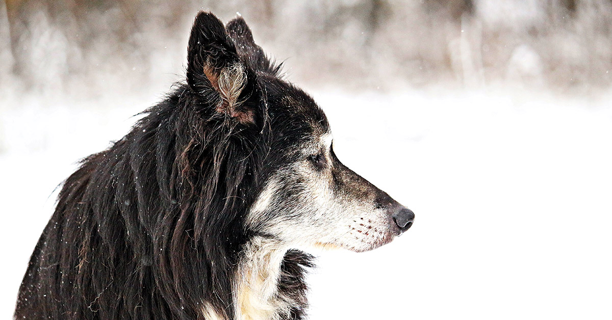 Lebensqualität deines Hundes feststellen