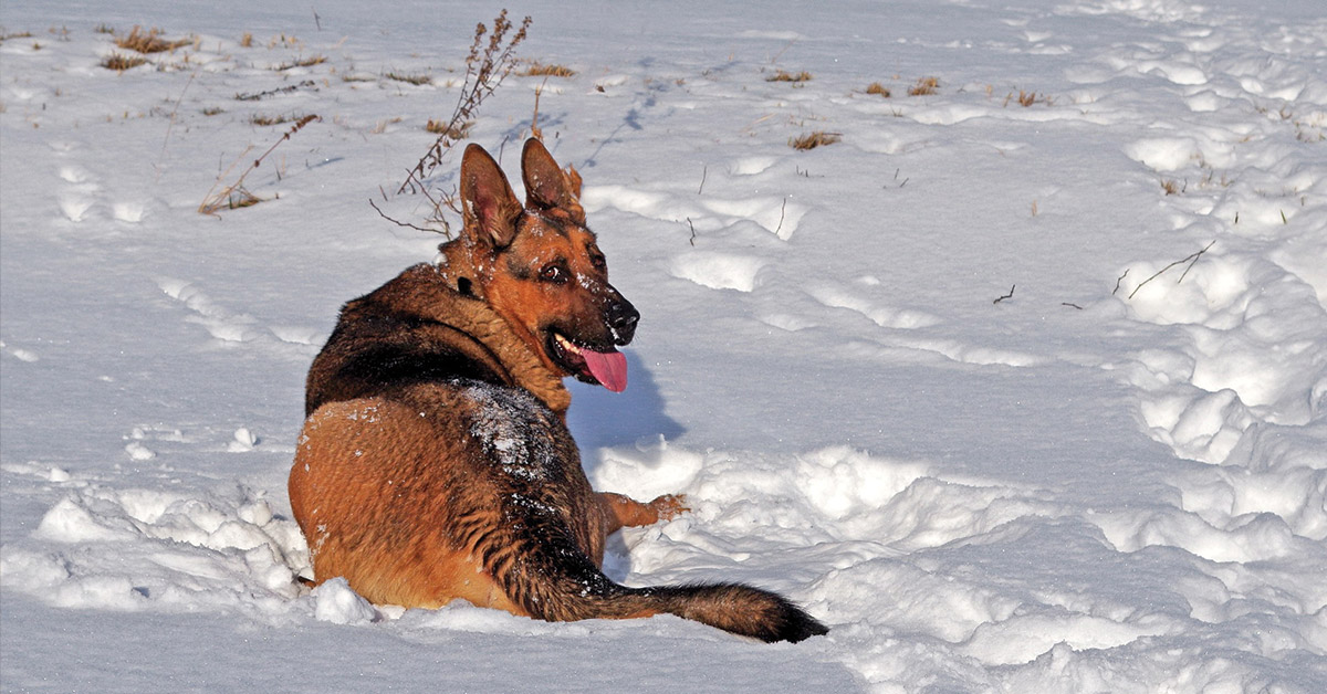 Schäferhund spielt im Schnee