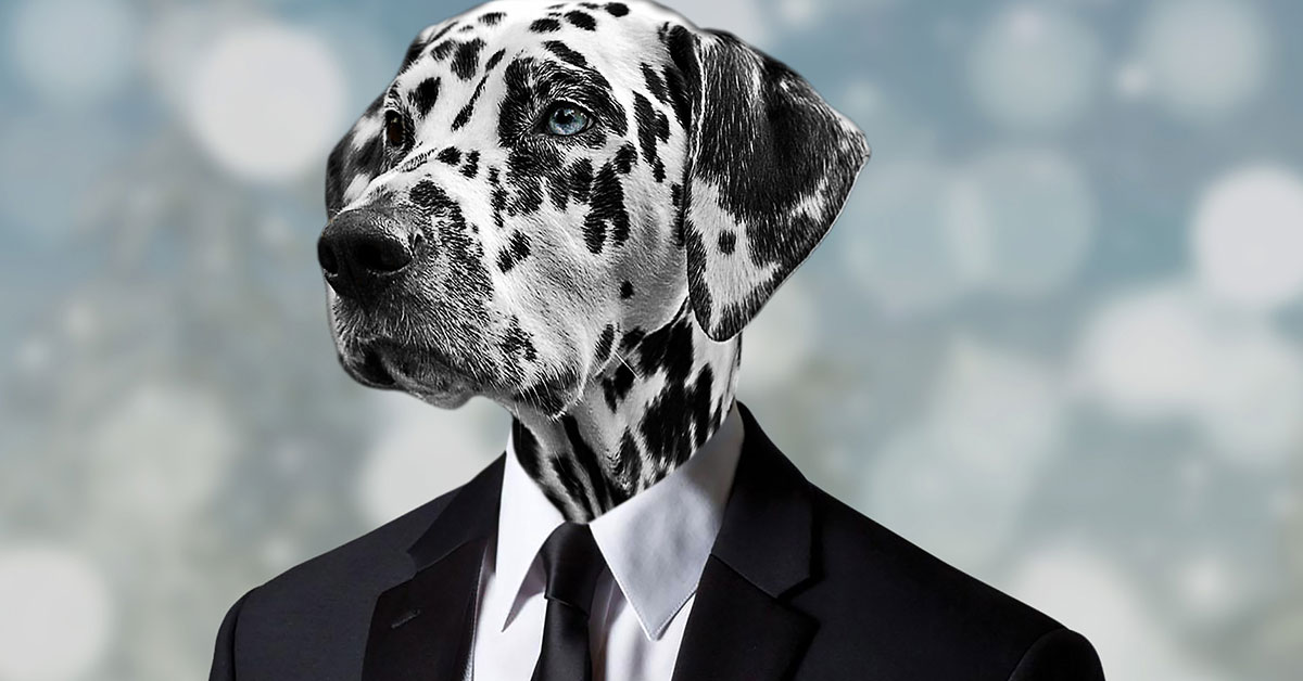 Dalmatiner im Anzug, Persönlichkeit deines Hundes
