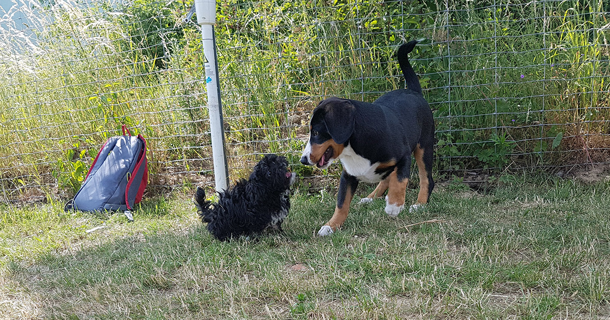 Unterschiedliche Hunde in der Welpenschule