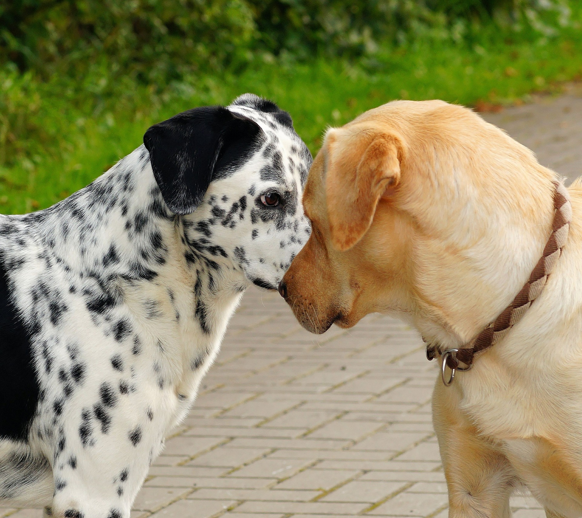 So haben Hunde weniger Angst vor Silvester