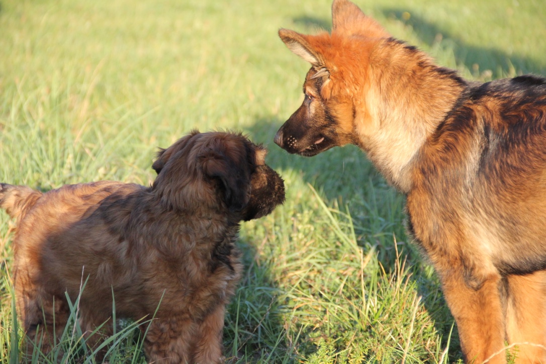 Akademie Hund Spielkumpan und Weggefährten