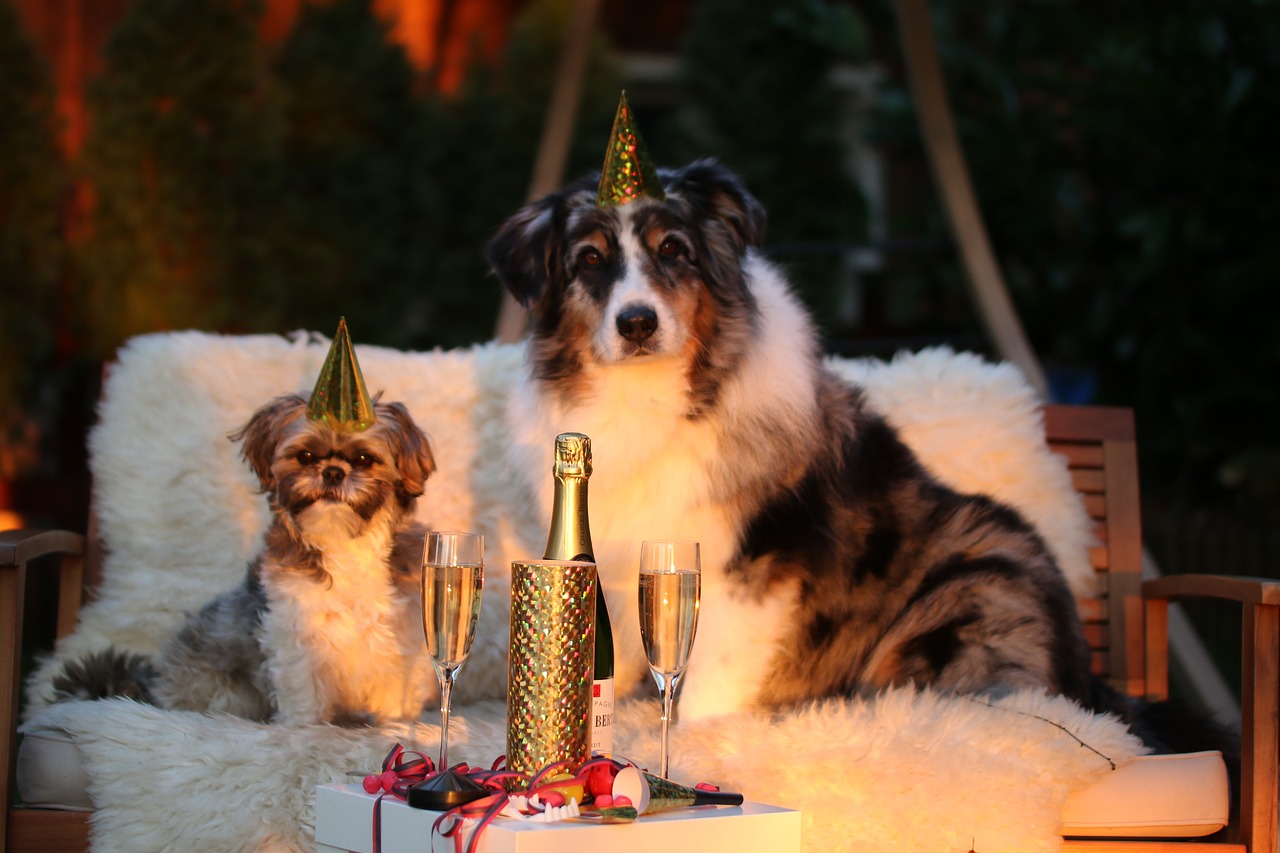 Hund Silvester