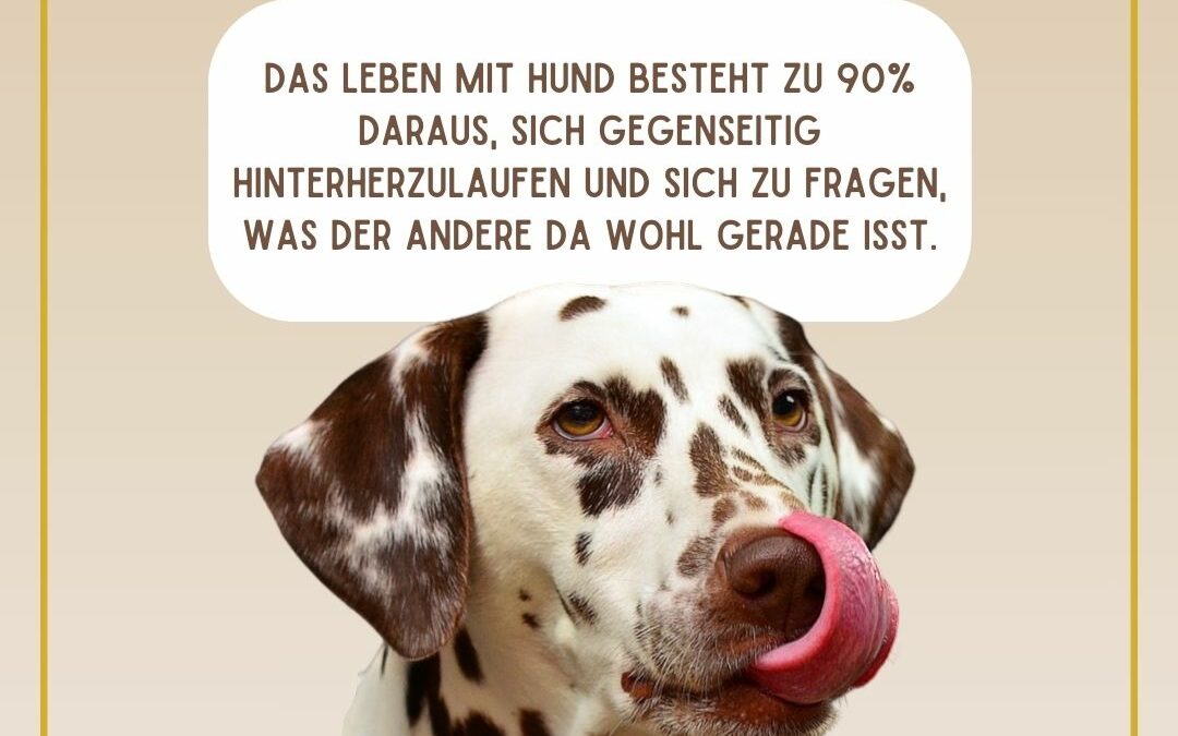 Giftköder & wie du deinen Hund schützen kannst